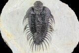 Bargain, Comura Trilobite - Composite Spines #74163-2